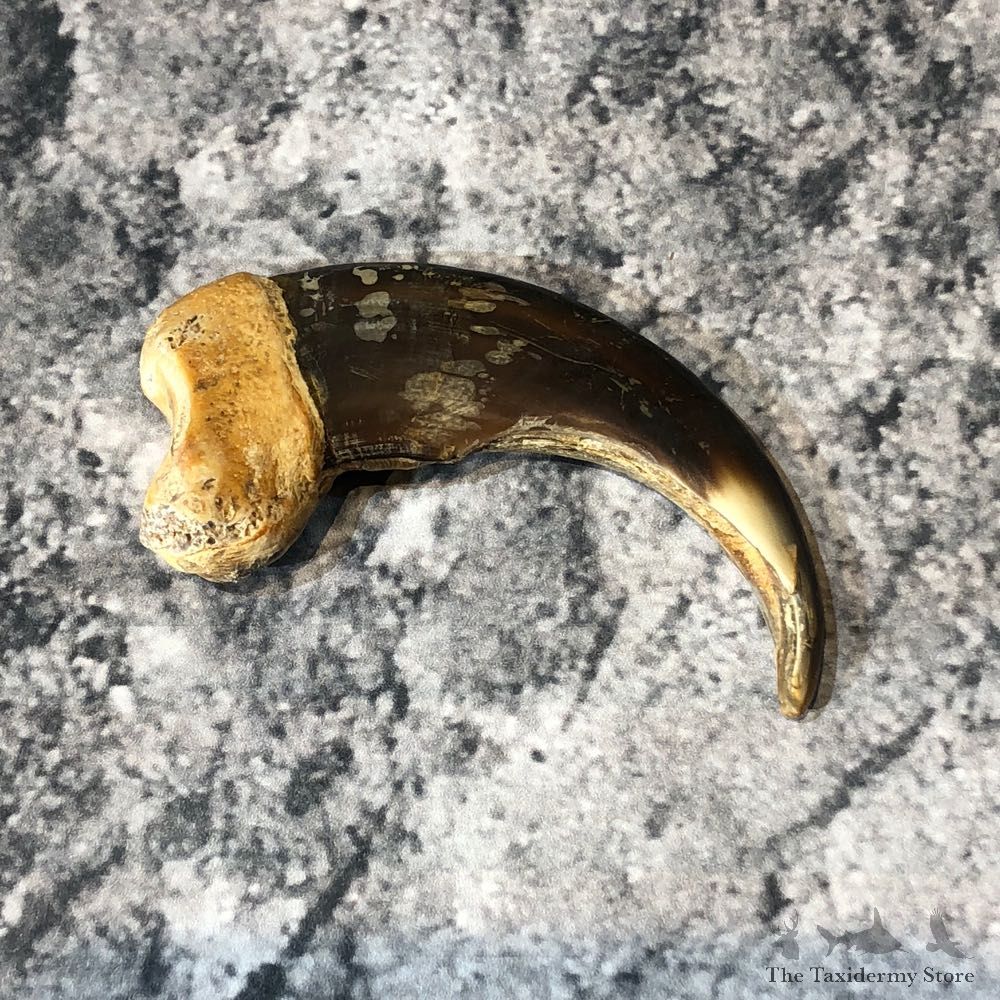 Grizzly Bear Claw For Sale #18805 @ The Taxidermy Store