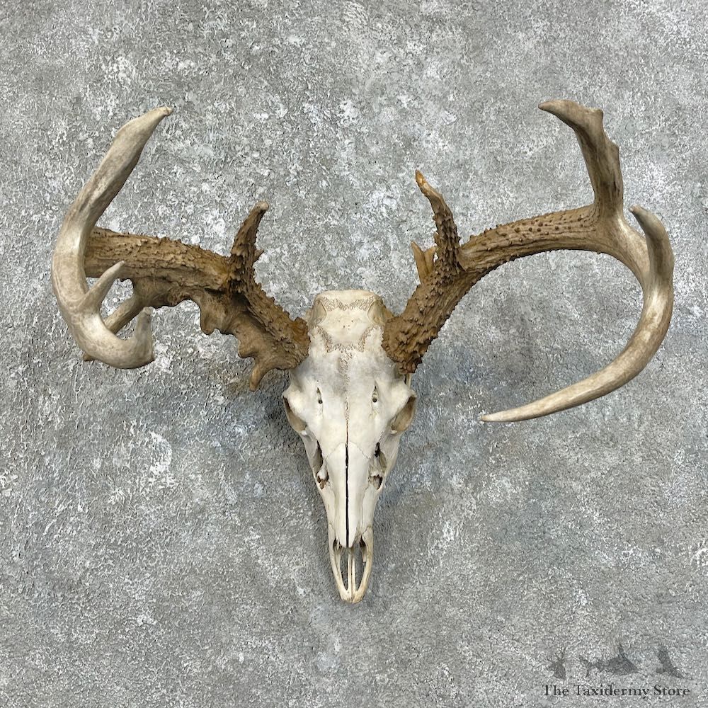 Whitetail Deer Skull European Mount For Sale #25831 @ The Taxidermy Store