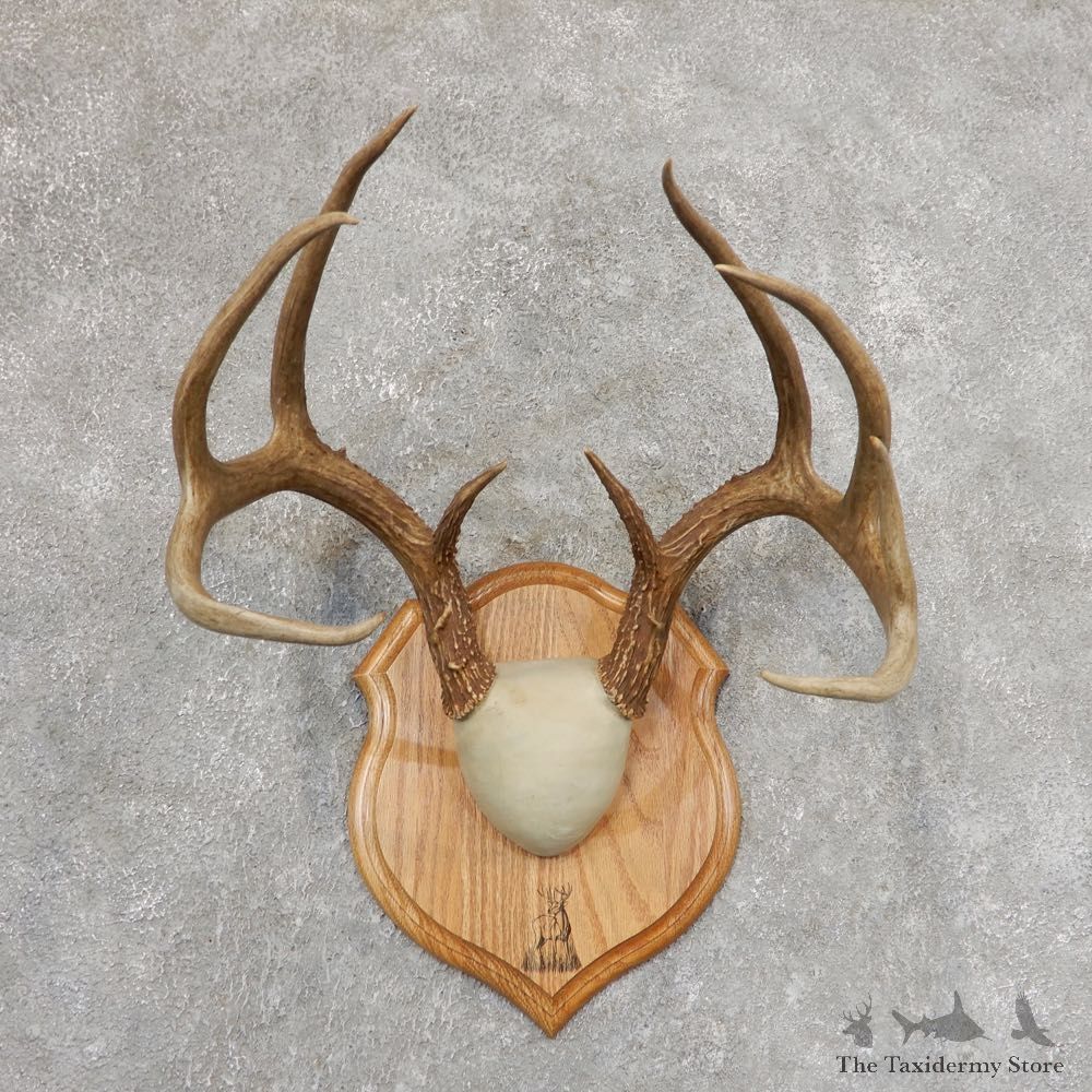 Whitetail Deer Antler Plaque Mount For Sale #21347 @ The Taxidermy Store