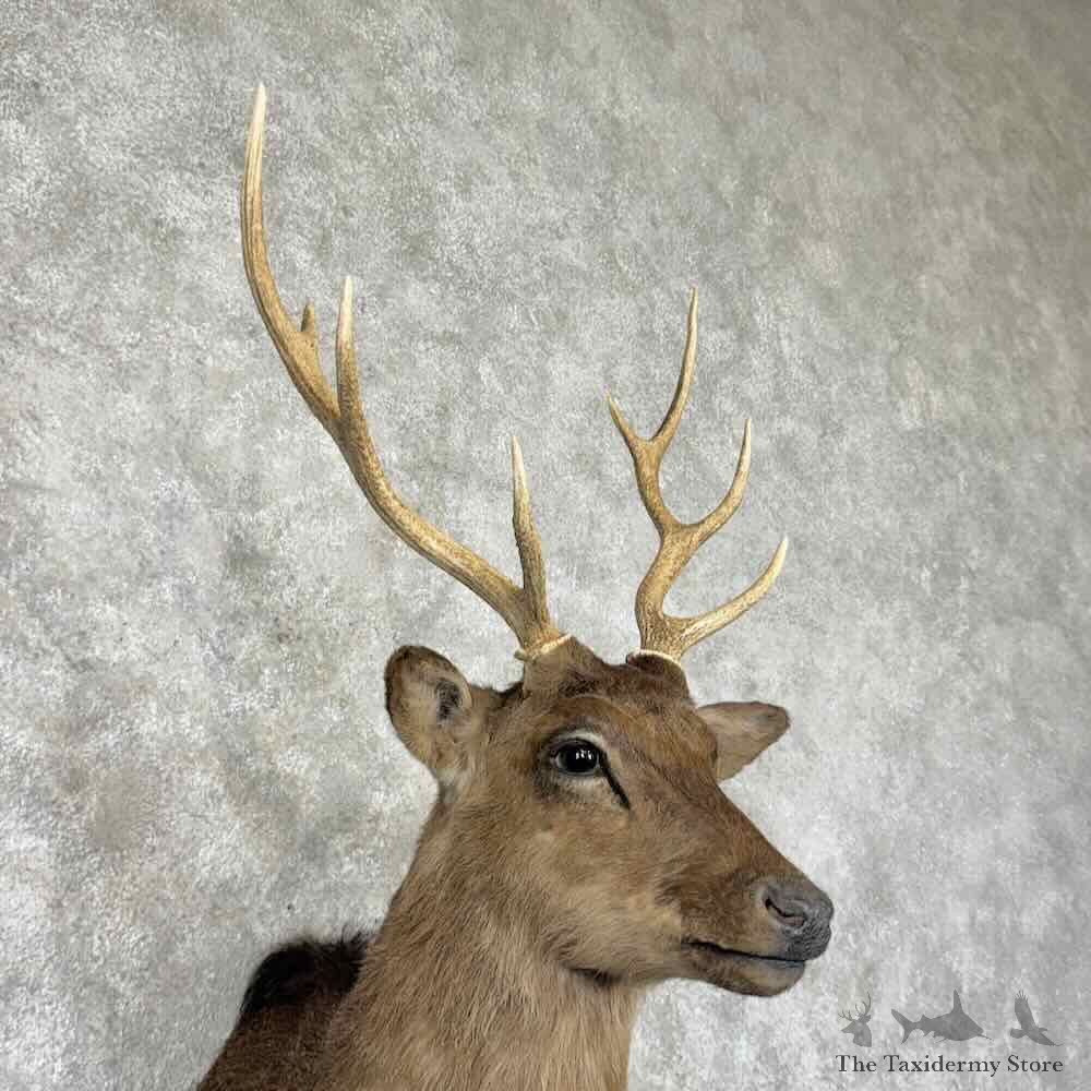 Sika Deer Shoulder Mount For Sale #31547 @ The Taxidermy Store