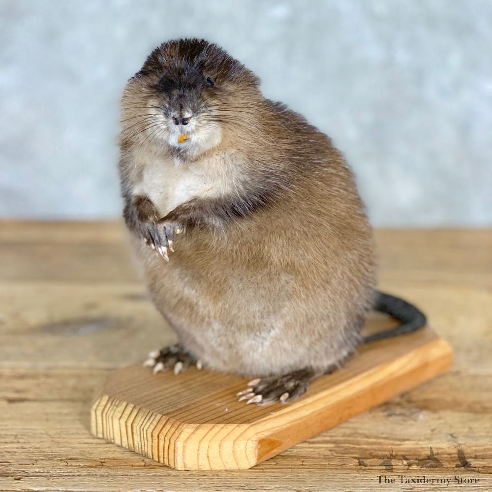 Muskrat Life Size Taxidermy Mount #21705 For Sale @ The Taxidermy Store