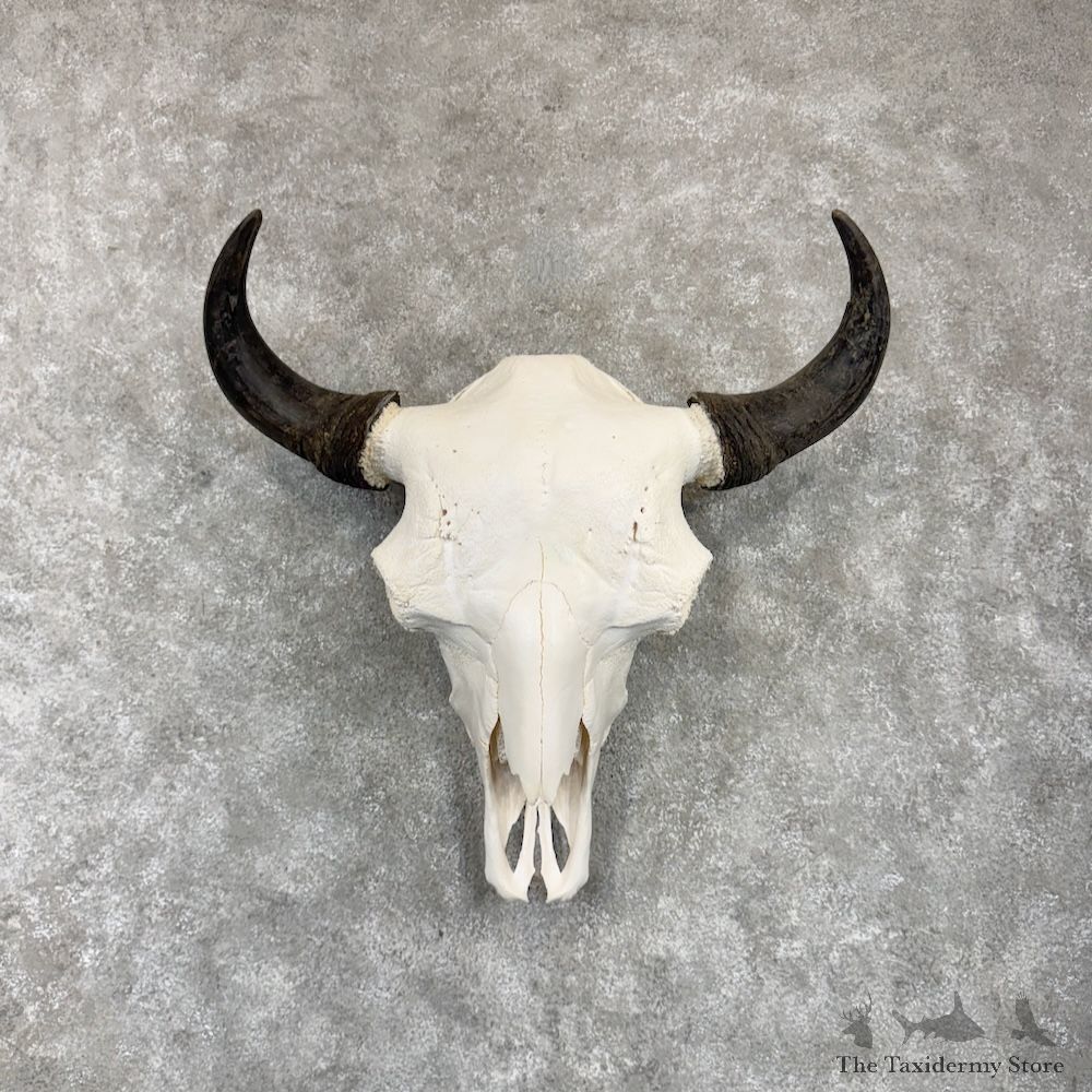 American Buffalo Bison Skull Mount For Sale #30257 @ The Taxidermy Store