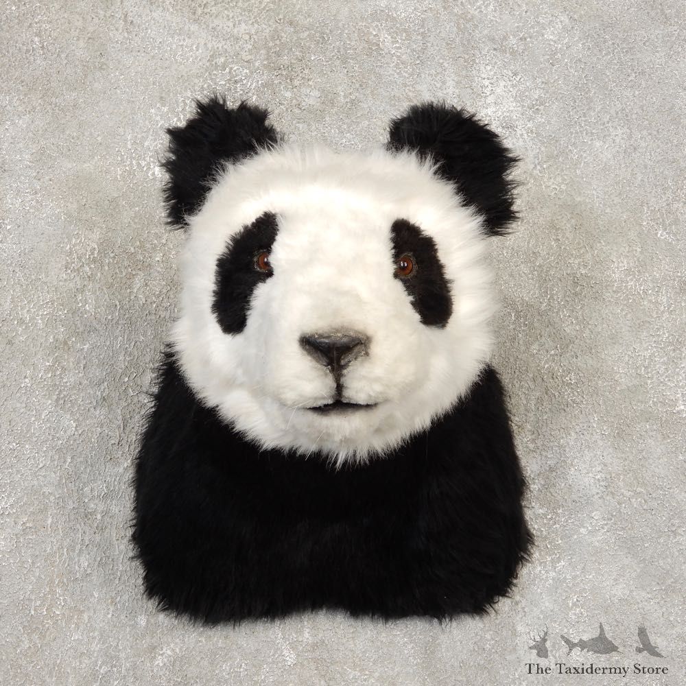 Reproduction Panda Shoulder Mount #21438 For Sale @ The Taxidermy Store