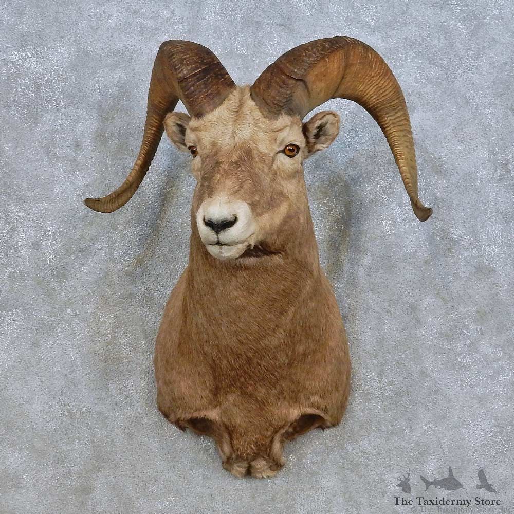 Bighorn Sheep Shoulder Mount For Sale #15013 @ The Taxidermy Store