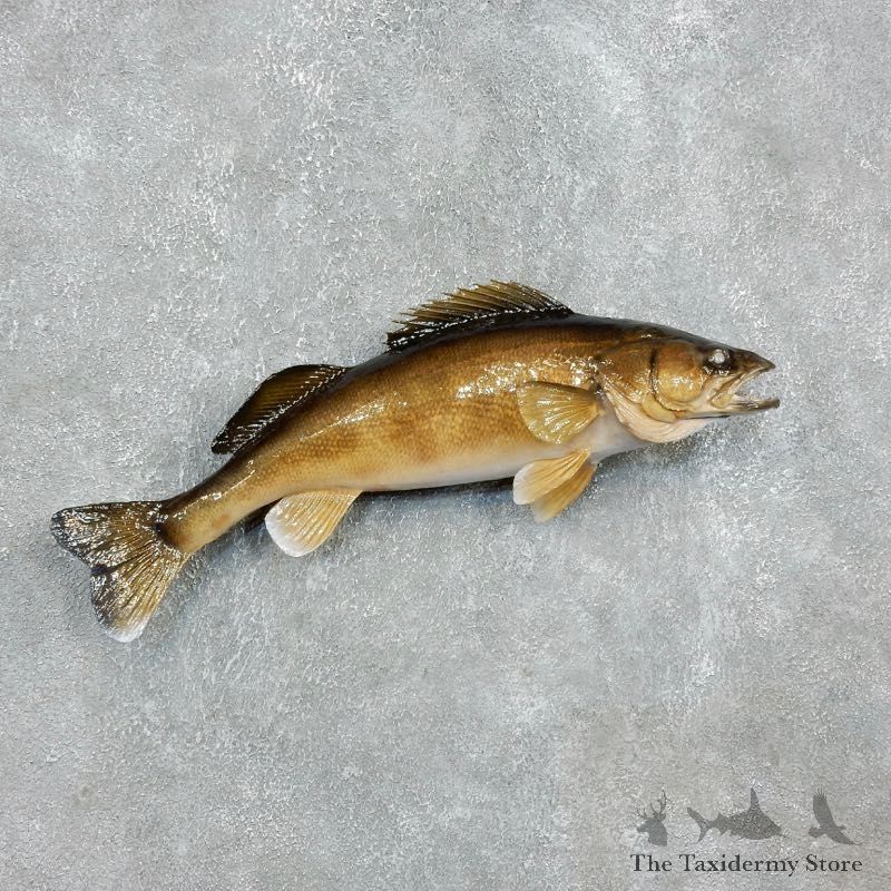 Walleye Taxidermy Mount For Sale #17950 @ The Taxidermy Store