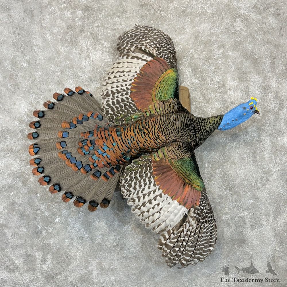 Ocellated Turkey Bird Mount For Sale #29717 @ The Taxidermy Store