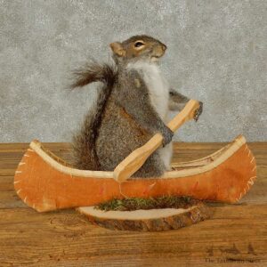 Canoe Squirrel Novelty Mount For Sale #16305 @ The Taxidermy Store