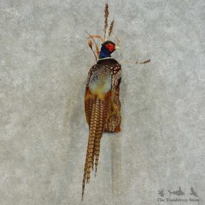 Ringneck Pheasant Bird Mount For Sale #16349 @ The Taxidermy Store