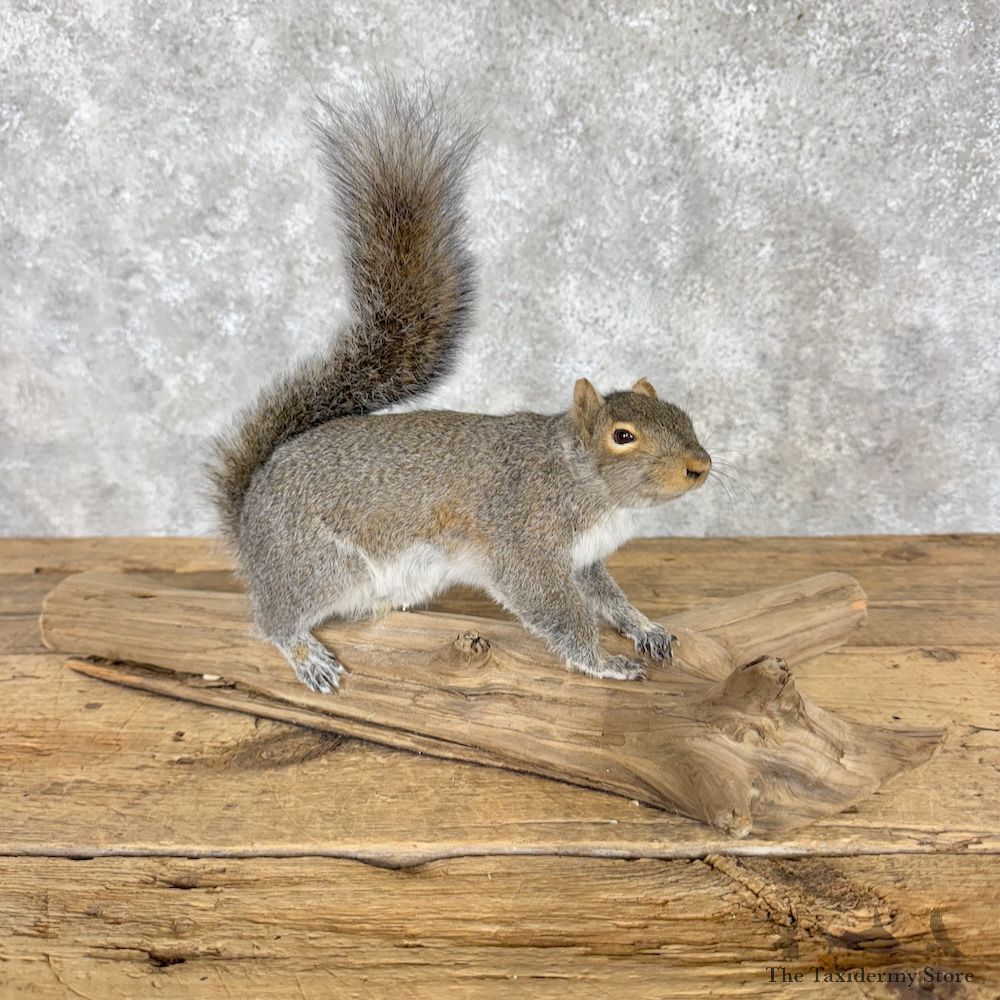 Grey Squirrel Life-Size Mount For Sale #30226 @ The Taxidermy Store