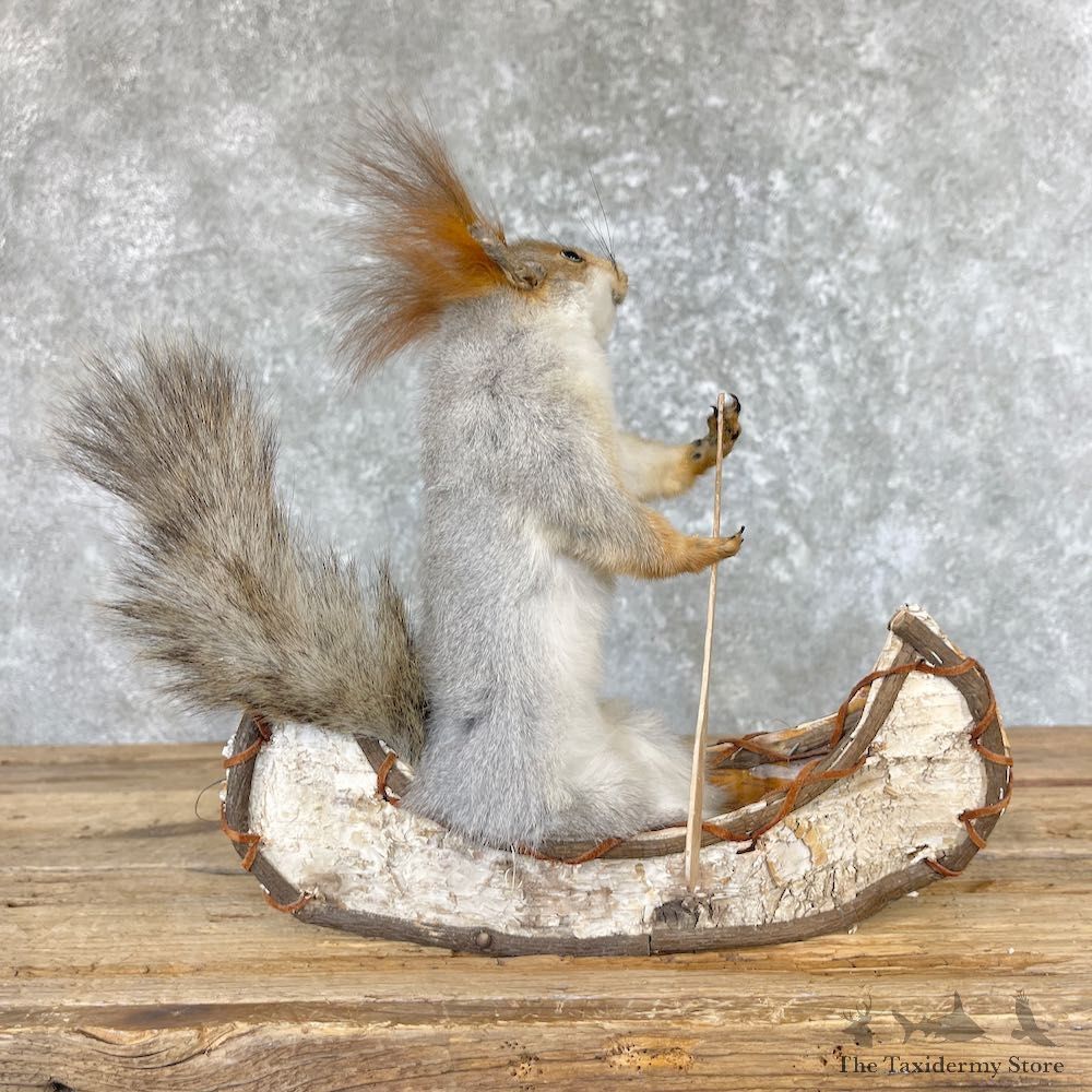 Abert's Squirrel Novelty Mount For Sale #26681 @ The Taxidermy Store
