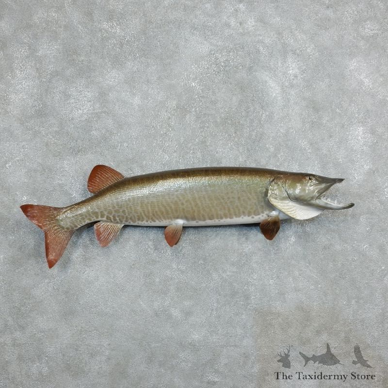 Musky Fish Taxidermy Mount For Sale #18235 - The Taxidermy Store