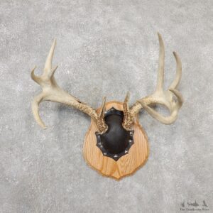 Whitetail Deer Antler Plaque Mount For Sale #19116 @ The Taxidermy Store