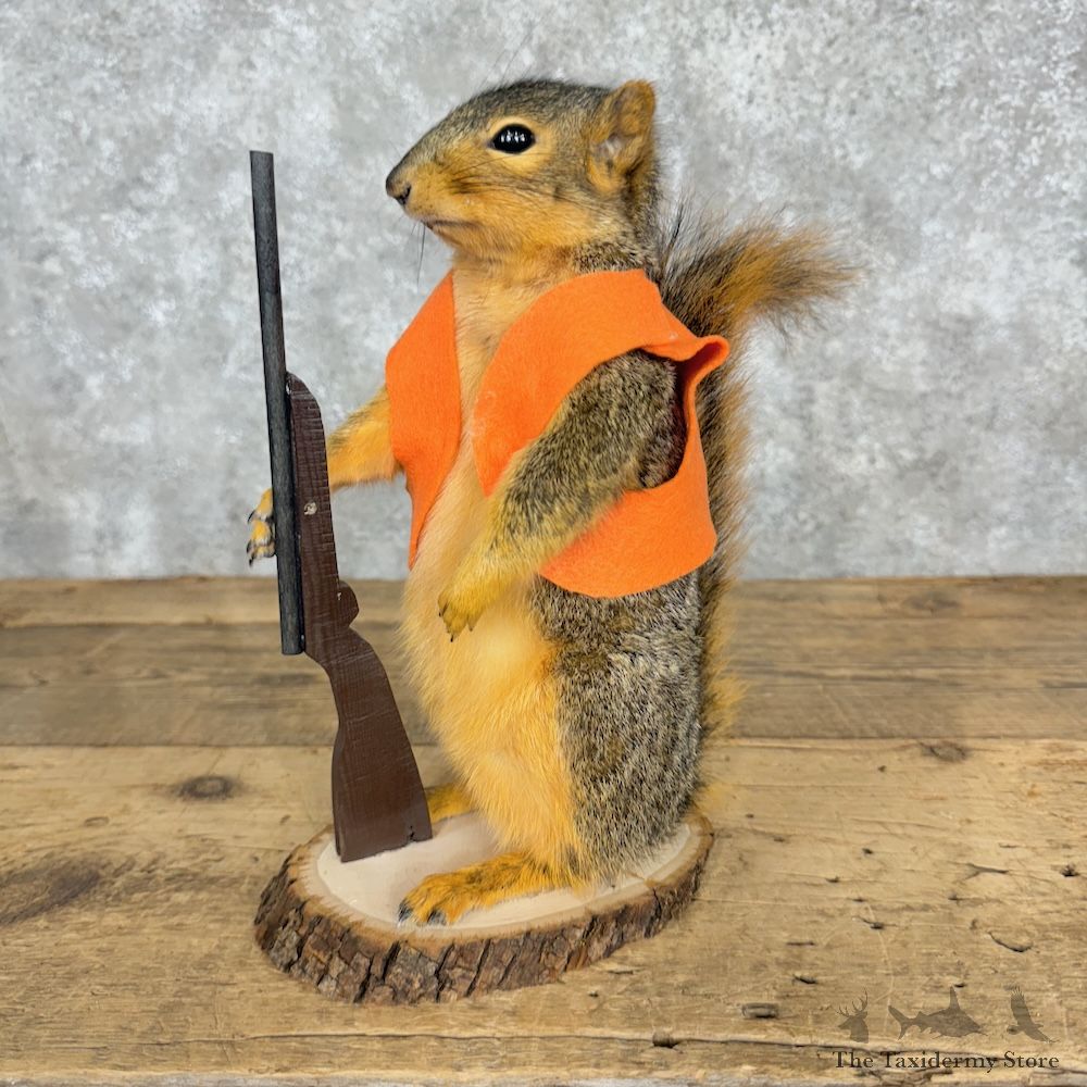 Hunting Squirrel Novelty Mount For Sale #29491 @ The Taxidermy Store