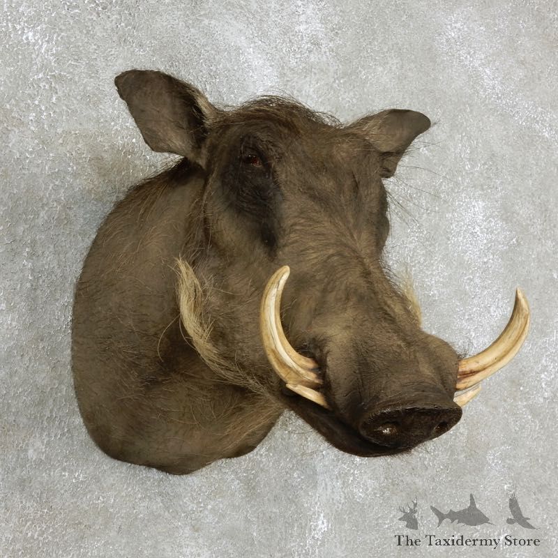 African Warthog Shoulder Mount For Sale #17966 @ The Taxidermy Store