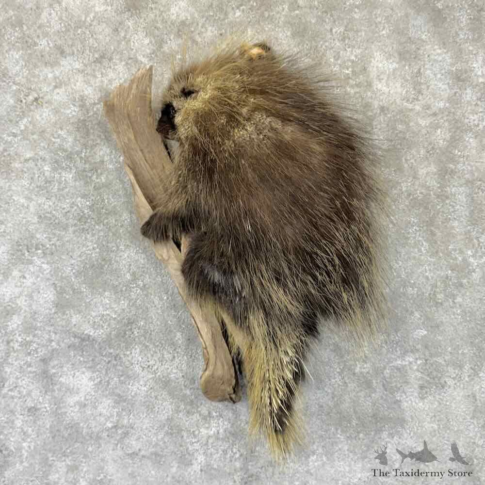 Porcupine Life Size Mount For Sale #32299 @ The Taxidermy Store
