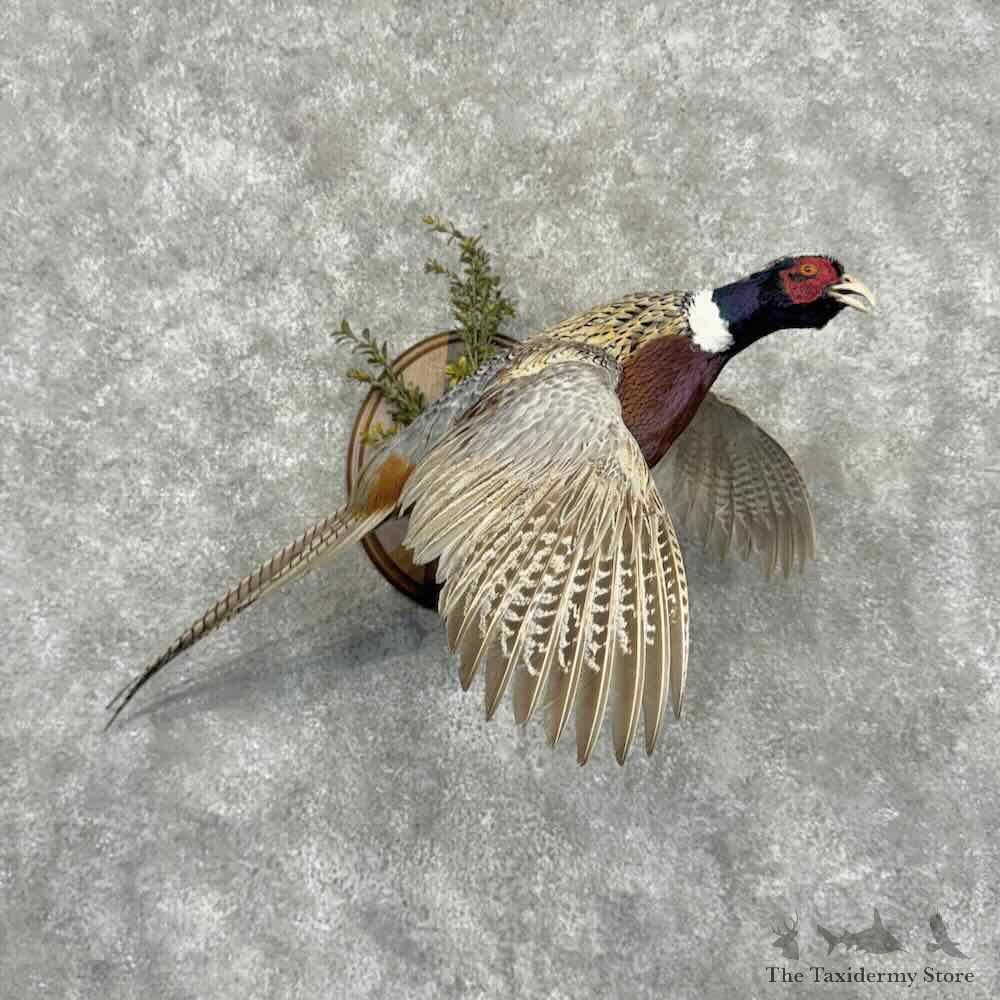 Ringneck Pheasant Bird Mount For Sale #32186 @ The Taxidermy Store