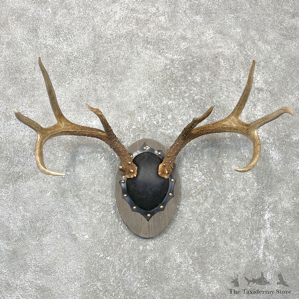 Whitetail Deer Antler Plaque Mount #24548 For Sale @ The Taxidermy Store
