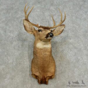 Mule Deer Shoulder Mount For Sale #16683 @ The Taxidermy Store