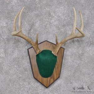 Whitetail Deer Taxidermy Antler Plaque Mount #12448 For Sale @ The Taxidermy Store