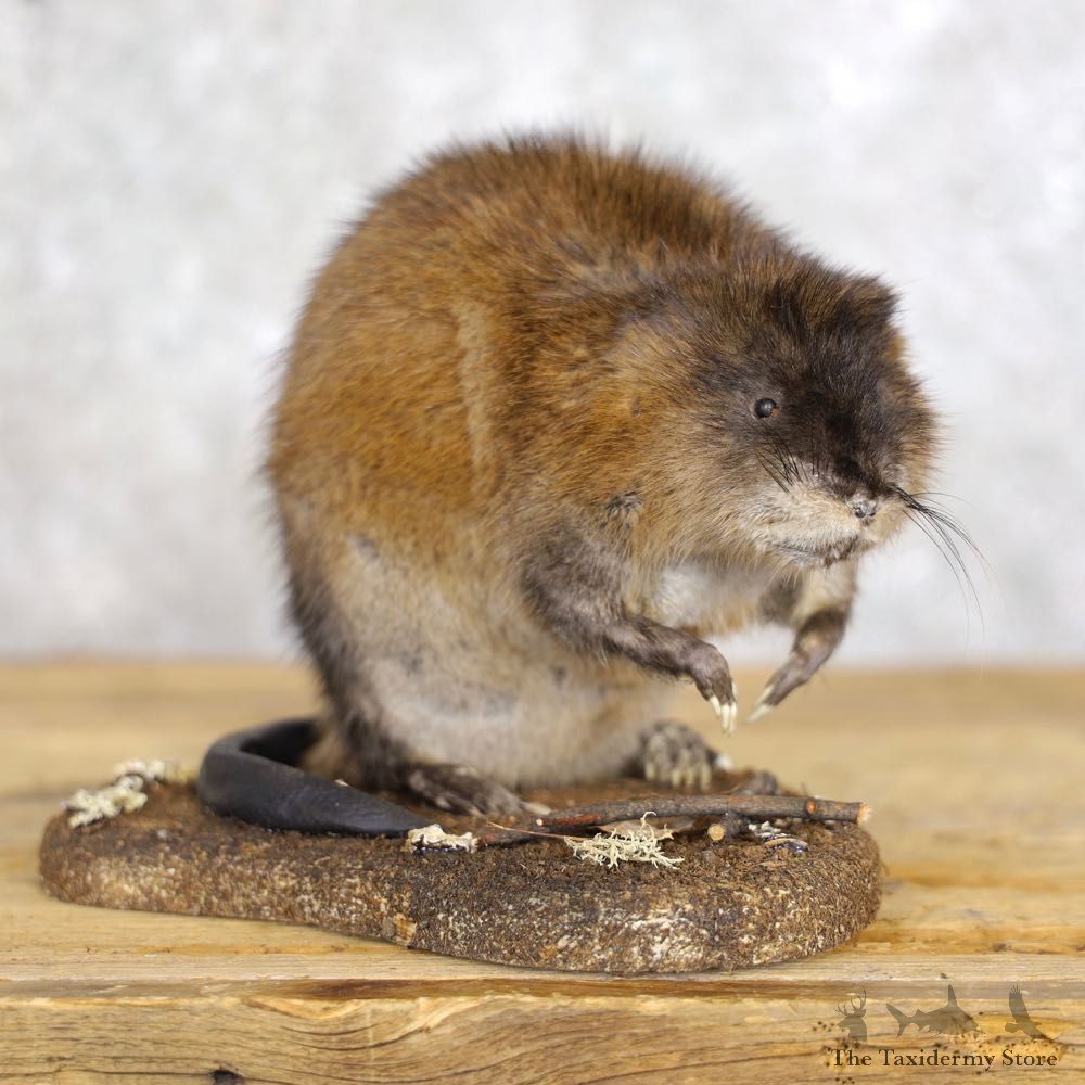 Muskrat Life Size Taxidermy Mount #22219 For Sale @ The Taxidermy Store