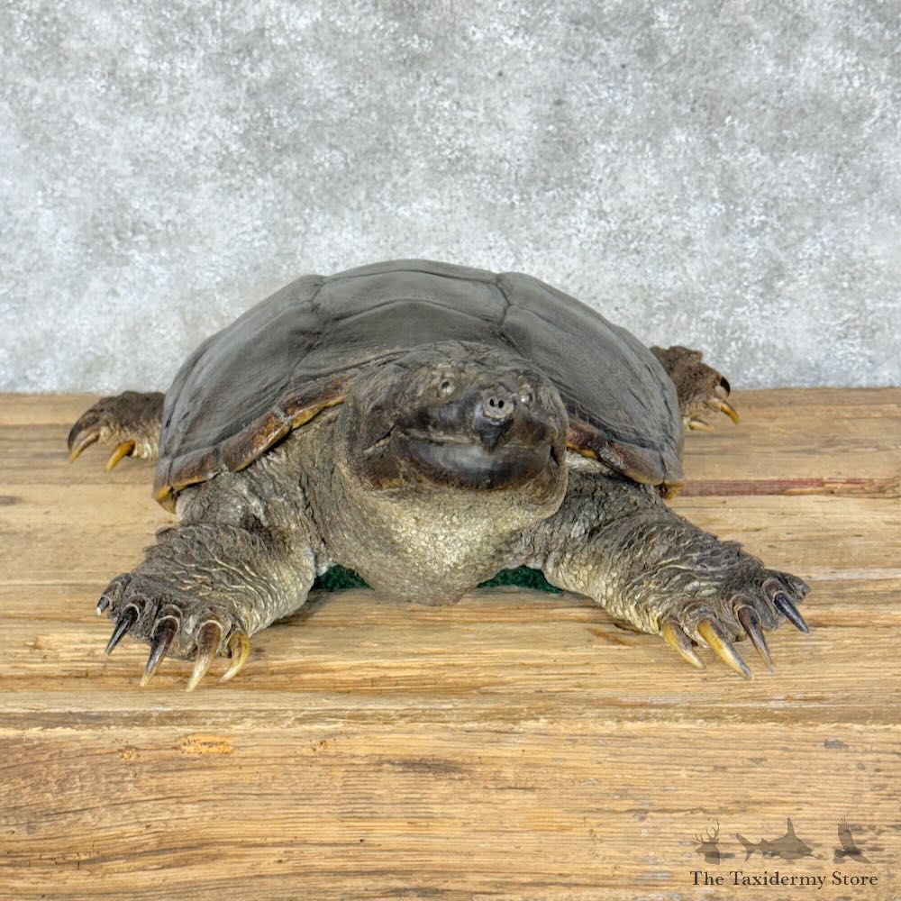 Common Snapping Turtle Mount For Sale #28793 @ The Taxidermy Store
