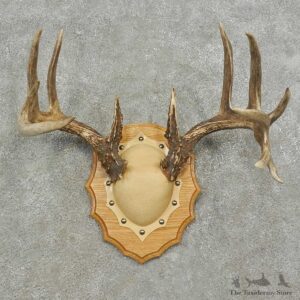 Whitetail Deer Antler Plaque Mount For Sale #16750 @ The Taxidermy Store