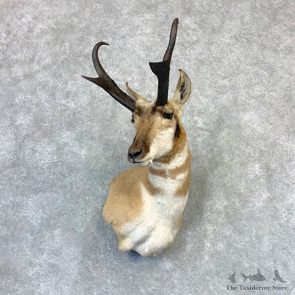 Pronghorn Taxidermy Shoulder Mount #23213 For Sale @ The Taxidermy Store