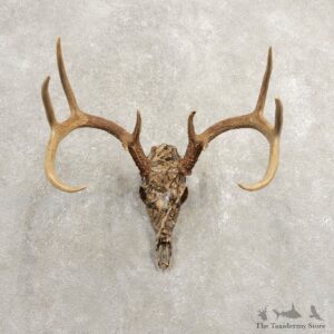 Whitetail Deer Skull European Mount For Sale #20456 @ The Taxidermy Store