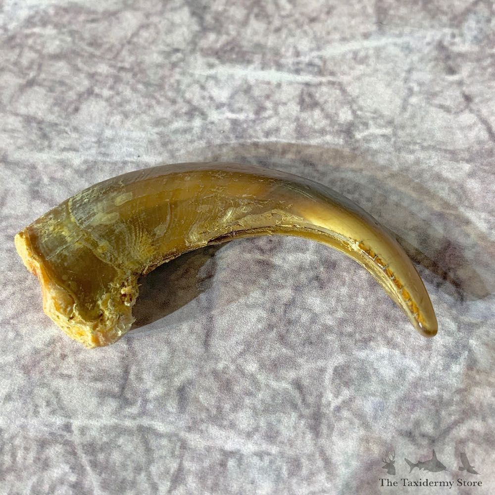 Grizzly Bear Claw For Sale #21910 @ The Taxidermy Store