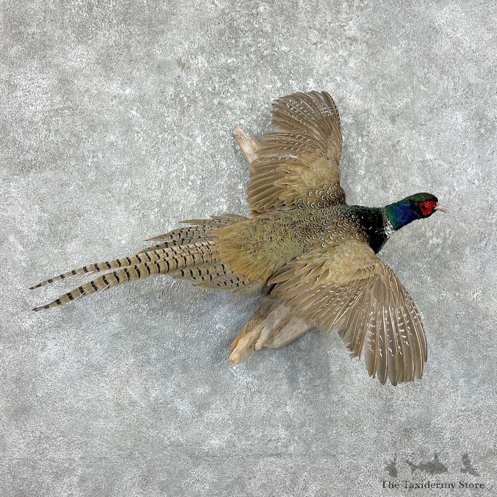 Ringneck Pheasant Bird Mount For Sale #26264 @ The Taxidermy Store