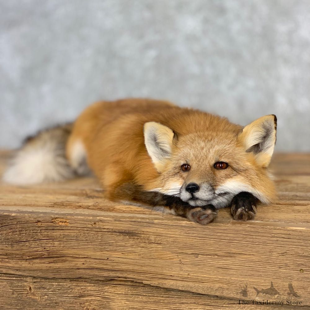 Red Fox Life-Size Mount For Sale #21664 @ The Taxidermy Store