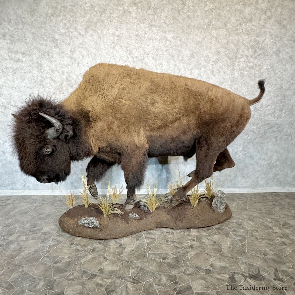 American Buffalo Bison Life-Size Mount For Sale #29620 @ The Taxidermy Store