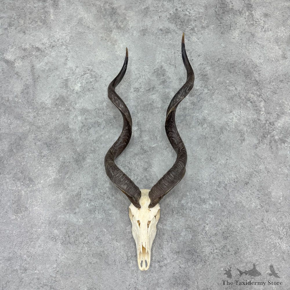 Greater Kudu Skull & Horns European Mount For Sale #32402 @ The Taxidermy Store