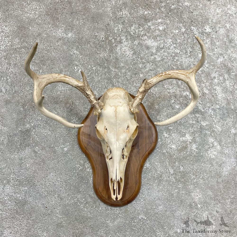 Whitetail Deer Skull European Mount For Sale #27486 @ The Taxidermy Store
