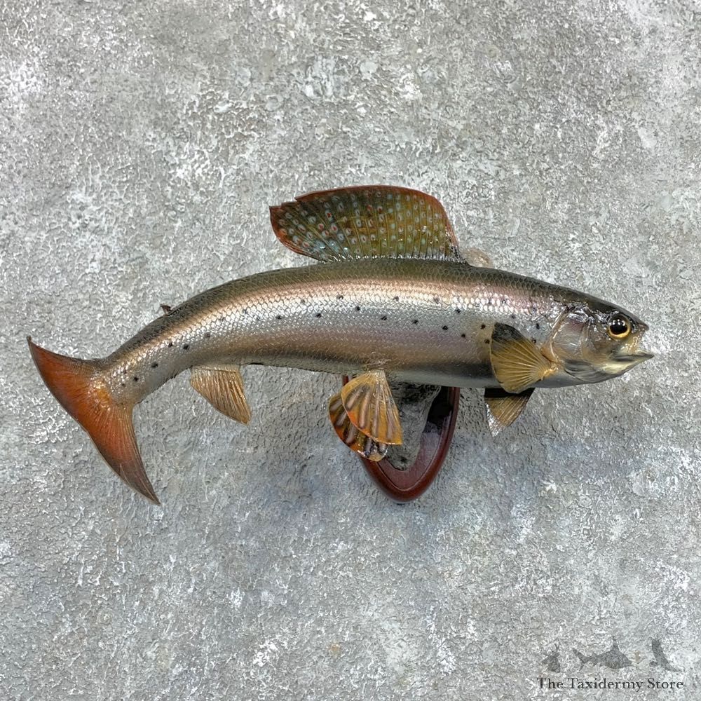 Arctic Grayling Fish Mount For Sale #23612 @ The Taxidermy Store