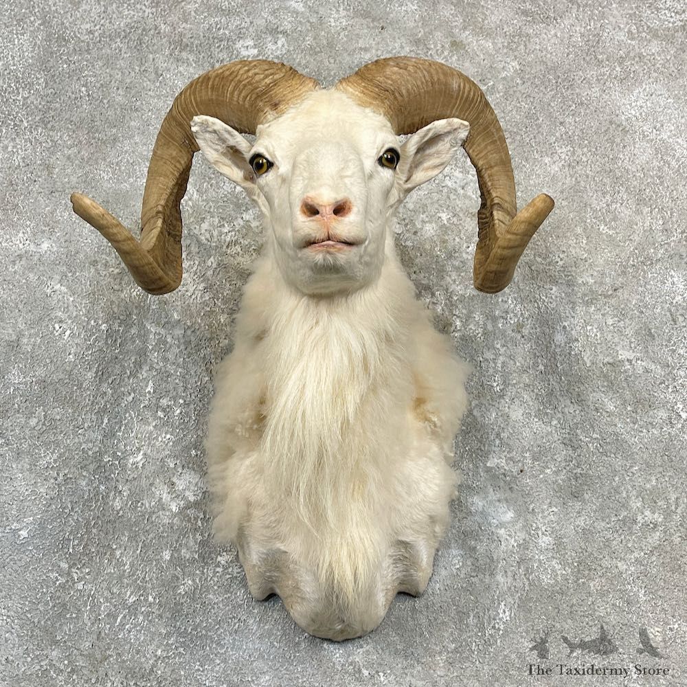 Texas Dall Sheep Mount For Sale #27147 @ The Taxidermy Store