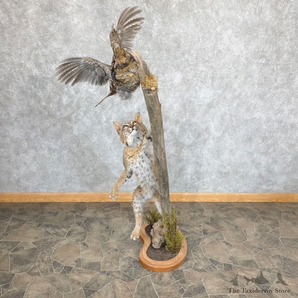 Bobcat Life-Size Taxidermy Mount For Sale #26598 @ The Taxidermy Store