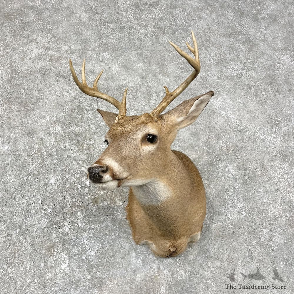 Whitetail Deer Shoulder Mount For Sale #25875 @ The Taxidermy Store