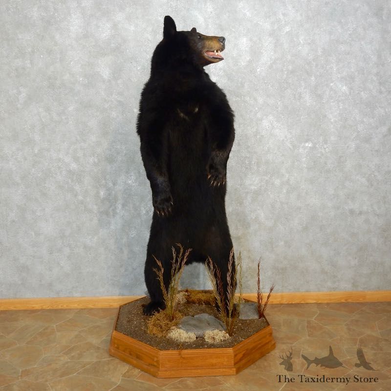 Black Bear Life-Size Mount For Sale #17709 @ The Taxidermy Store