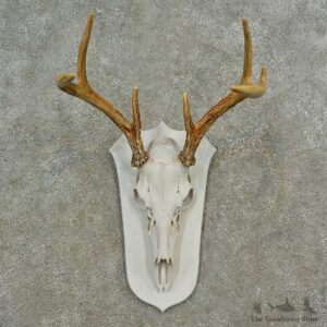 Whitetail Deer Skull European Mount For Sale #16589 @ The Taxidermy Store
