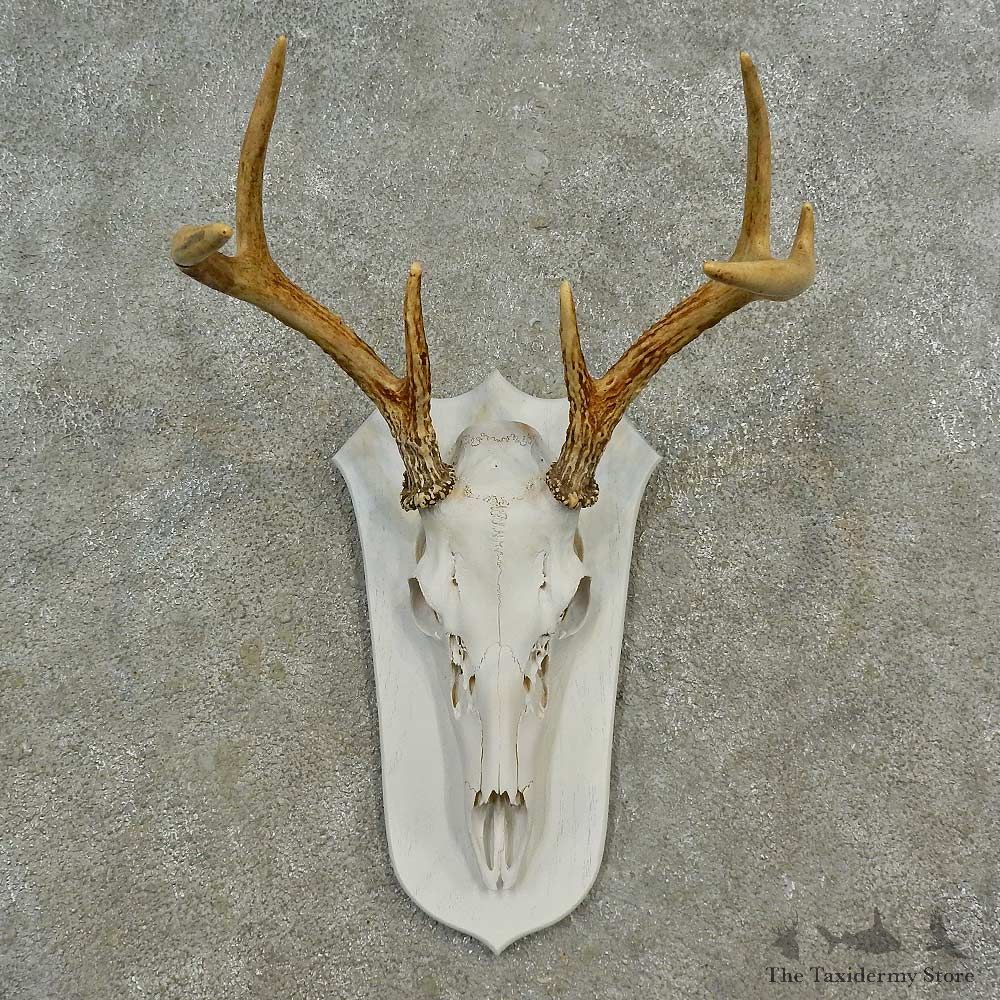 Whitetail Deer Skull European Mount For Sale #16589 @ The Taxidermy Store