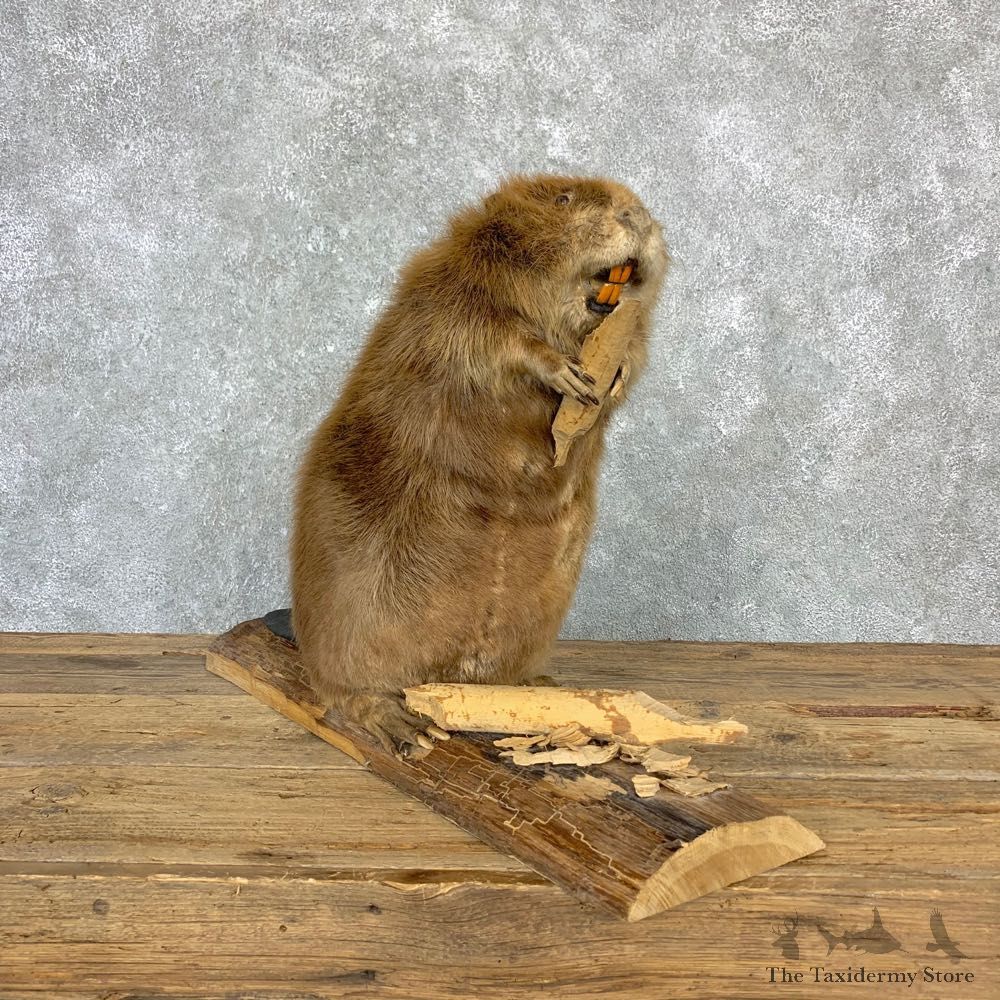 North American Beaver Mount For Sale #23173 @ The Taxidermy Store