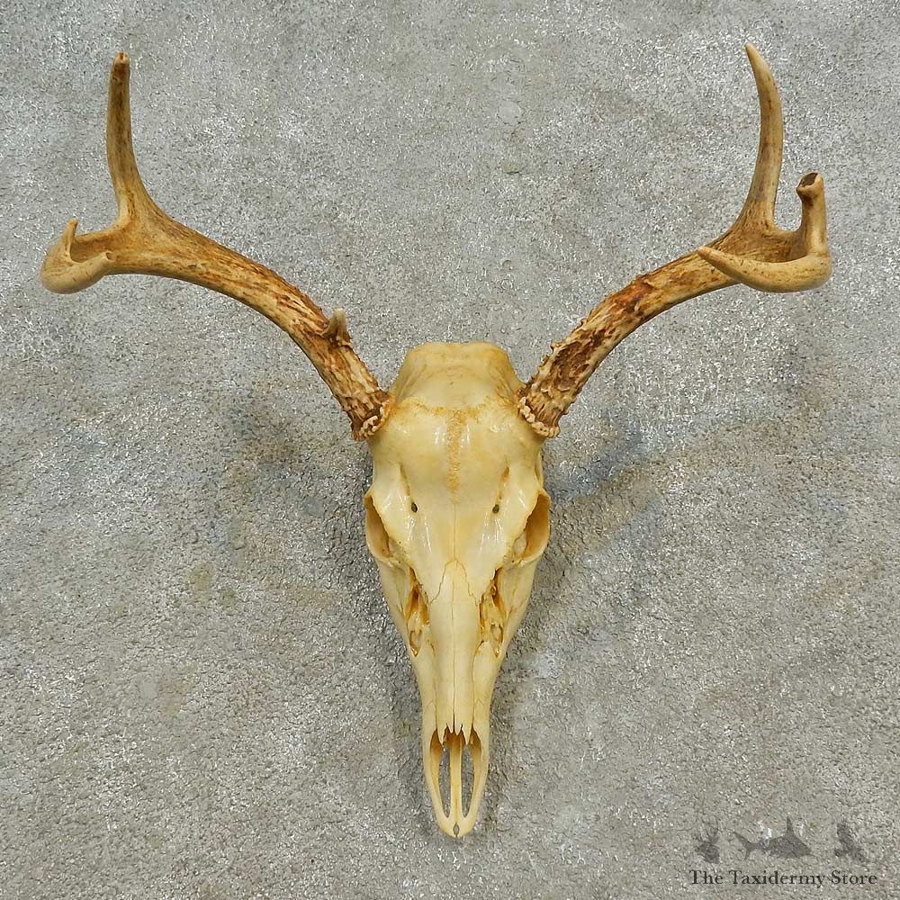 Whitetail Deer Skull European Mount For Sale #16597 @ The Taxidermy Store