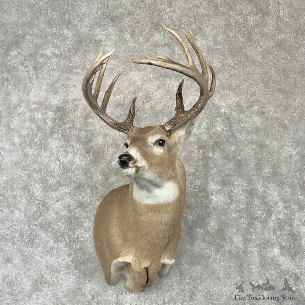 Whitetail Deer Shoulder Mount For Sale #30357 @ The Taxidermy Store