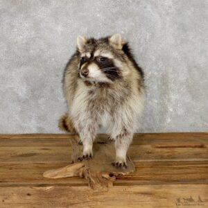 Raccoon Life-Size Mount For Sale #19466 @ The Taxidermy Store
