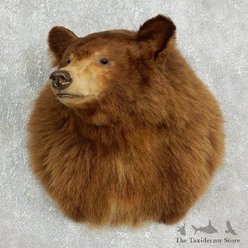 Cinnamon Bear Shoulder Mount For Sale #17598 @ The Taxidermy Store