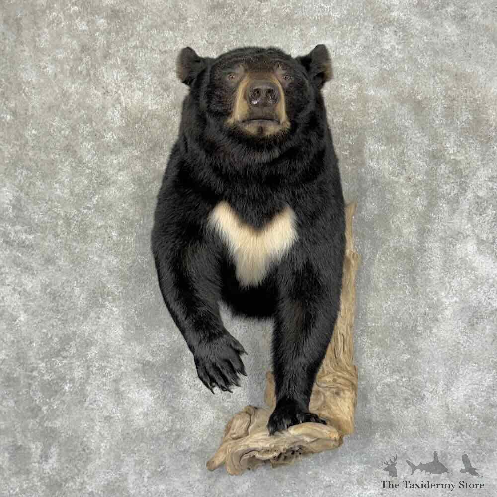 Black Bear Half Life Size Mount For Sale #32056 @ The Taxidermy Store