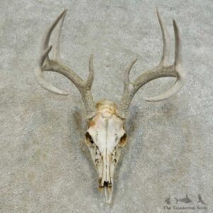 Whitetail Deer Skull European Mount For Sale #16290 @ The Taxidermy Store