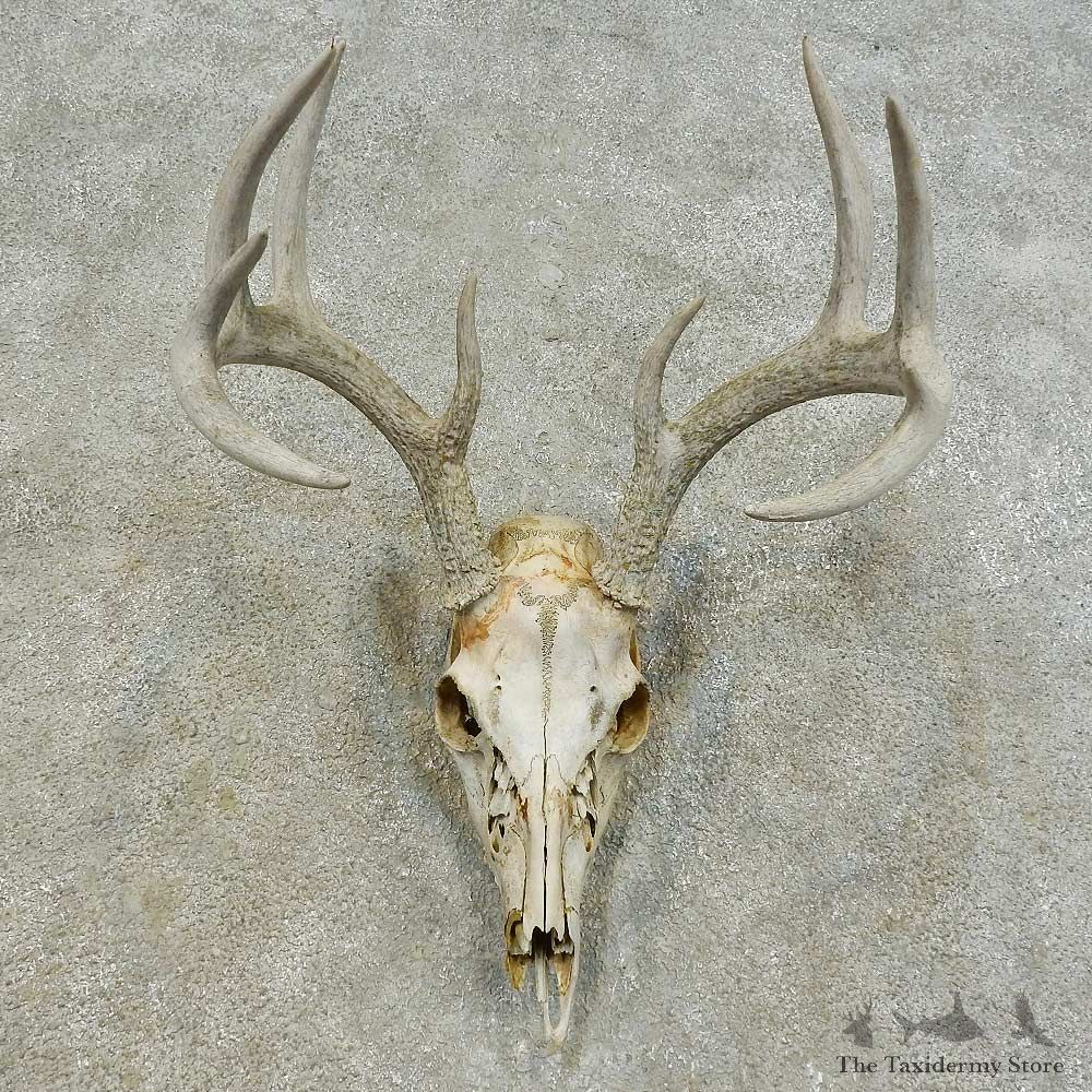 Whitetail Deer Skull European Mount For Sale #16290 @ The Taxidermy Store