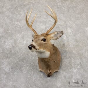 Whitetail Deer Shoulder Mount #18862 For Sale - The Taxidermy Store